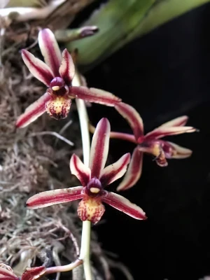 Bild von Cymbidium bicolor 5